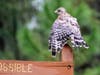 Patch is sharing some amazing nature photos taken by Mark Berlinger, a supervisor at the Jay B. Starkey Wilderness Park, 10500 Wilderness Park Blvd., New Port Richey. 