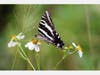 Patch is sharing some amazing nature photos taken by Mark Berlinger, a supervisor at the Jay B. Starkey Wilderness Park, 10500 Wilderness Park Blvd., New Port Richey. 