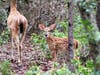 Patch is sharing some amazing nature photos taken by Mark Berlinger, a supervisor at the Jay B. Starkey Wilderness Park, 10500 Wilderness Park Blvd., New Port Richey. 