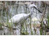 Patch is sharing some amazing nature photos taken by Mark Berlinger, a supervisor at the Jay B. Starkey Wilderness Park, 10500 Wilderness Park Blvd., New Port Richey. 