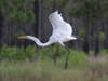 Patch is sharing some amazing nature photos taken by Mark Berlinger, a supervisor at the Jay B. Starkey Wilderness Park, 10500 Wilderness Park Blvd., New Port Richey. 