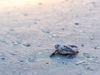 While adult loggerhead sea turtles can weight 300 pounds, the tiny hatchlings are vulnerable to predators. 