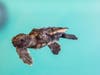 The sea turtle hatchlings are about 2 inches long and half a pound. When mature, they average 3 feet long and 300-350 pounds.