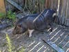 The Pasco County Sheriff's Office is looking for the owner of a male potbellied pig found Tuesday in the area of University Drive in Hudson.