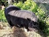 The Pasco County Sheriff's Office is looking for the owner of a male potbellied pig found Tuesday in the area of University Drive in Hudson.