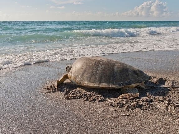 Beach-goers are urged to take precautions to help protect these federally threatened and endangered marine reptiles.