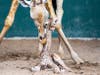 Just in time for World Giraffe Day on June 21, Beau delivered a bouncing baby boy at Busch Gardens Tampa Bay, adding one more reticulated giraffe to an endangered species. 