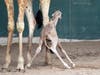 Just in time for World Giraffe Day on June 21, Beau delivered a bouncing baby boy at Busch Gardens Tampa Bay, adding one more reticulated giraffe to an endangered species. 