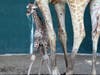 Just in time for World Giraffe Day on June 21, Beau delivered a bouncing baby boy at Busch Gardens Tampa Bay, adding one more reticulated giraffe to an endangered species. 