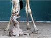 Just in time for World Giraffe Day on June 21, Beau delivered a bouncing baby boy at Busch Gardens Tampa Bay, adding one more reticulated giraffe to an endangered species. 