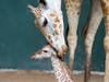 Just in time for World Giraffe Day on June 21, Beau delivered a bouncing baby boy at Busch Gardens Tampa Bay, adding one more reticulated giraffe to an endangered species. 