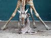 Just in time for World Giraffe Day on June 21, Beau delivered a bouncing baby boy at Busch Gardens Tampa Bay, adding one more reticulated giraffe to an endangered species. 
