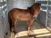 Hillsborough County Sheriff's deputies are searching for the owners of a miniature horse found wandering near the road at McIntosh Road and U.S. 92.
