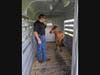 Hillsborough County Sheriff's deputies are searching for the owners of a miniature horse found wandering near the road at McIntosh Road and U.S. 92.