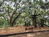 The playground also features two separate play areas including swings, slides and other climbers. 