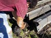Three puppies were rescued after wedging themselves under some metal beams at a Tampa recycling company and getting stuck. 