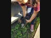 Three puppies were rescued after wedging themselves under some metal beams at a Tampa recycling company and getting stuck. 