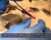 Dr. Justin Boorstein removes a BB from the pelvis of a cat that was shot.