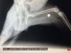 Another bullet lodged in the cat's leg. 