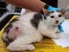 Flower is among several cats that have died after being shot by a BB gun. 
