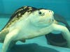 Pistachio the Kemp's ridley sea turtle now calls Chi-town home. 