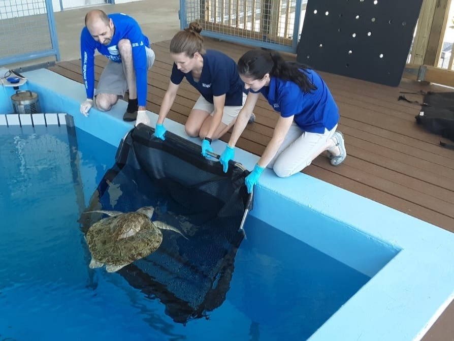 Pastacio Turtle Turtles Can Fly, Too: Rare Sea Turtle Catches Flight To Chicago | Tampa ...
