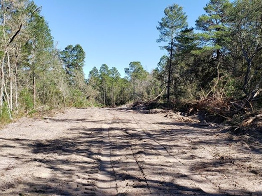 The Sierra Club said road clearing has already destroyed numerous gopher tortoise burrows. 