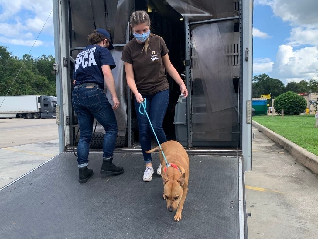 https://patch.com/img/cdn20/users/22976176/20200921/054009/styles/patch_image/public/spca1___21163117245.jpg