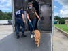 On Friday, the SPCA Tampa Bay in Largo collaborated with the Louisiana SPCA and animal welfare agencies in Pensacola to transport 48 dogs and cats to Tampa Bay.