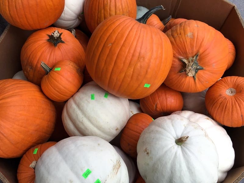 Here are some of the places to find pumpkins in Tampa.