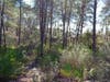 The property contains endangered scrub land and gopher tortoises.
