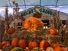 Bearss Groves​, 14316 Lake Magdalene Blvd., unloaded a 989-pound pumpkin at its pumpkin patch in North Tampa Friday morning.
