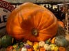 Bearss Groves​, 14316 Lake Magdalene Blvd., unloaded a 989-pound pumpkin at its pumpkin patch in North Tampa Friday morning.