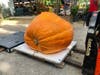 Bearss Groves​, 14316 Lake Magdalene Blvd., unloaded a 989-pound pumpkin at its pumpkin patch in North Tampa Friday morning.