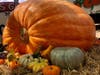 Bearss Groves​, 14316 Lake Magdalene Blvd., unloaded a 989-pound pumpkin at its pumpkin patch in North Tampa Friday morning.