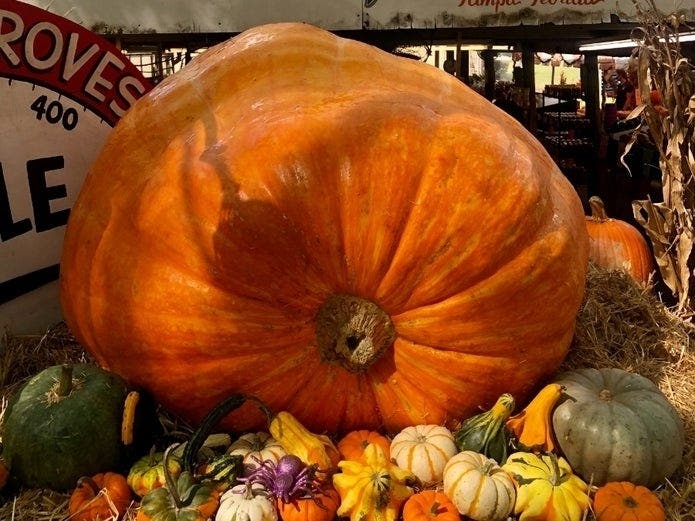 Bearss Groves​, 14316 Lake Magdalene Blvd., has a 989-pound pumpkin at its pumpkin patch.