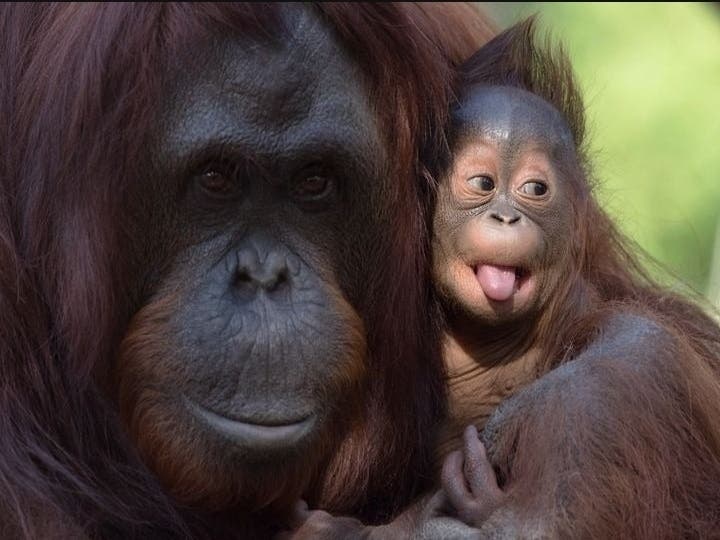 ZooTampa animals will be taken to secure, hurricane-resistant buildings. 