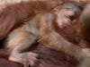 ZooTampa is celebrating the birth of a baby Bornean orangutan to first-time mom Randee. 