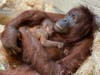 ZooTampa is celebrating the birth of a baby Bornean orangutan to first-time mom Randee. 