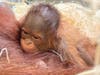 ZooTampa is celebrating the birth of a baby Bornean orangutan to first-time mom Randee. 