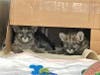 The kittens, who were unlikely to survive in the wild without their mother, presented a unique opportunity to obtain valuable research on the disorder.