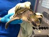 The turtles arrived over the weekend at The Florida Aquarium, and include four endangered Kemp’s ridley and two green sea turtles.