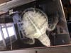 The Florida Aquarium​ has received six cold-stunned turtles for care from the Northeast.  