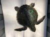 The Florida Aquarium at 701 Channelside Drive officially opened its $4.1 million Sea Turtle Rehabilitation Center in Apollo Beach in 2019 to care for turtles like this. 