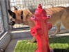 Each pet relief area is complete with lush synthetic grass, a reassuring red fire hydrant, waste disposal bags/bins and even a drinking sink.
