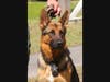 Ace cemented his status as a sheriff's K-9 unit legend by achieving several records, including the apprehension of a number of felons.