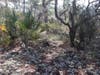 A blanket of deer moss grows amongst scrub oaks and palmettos.