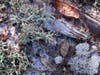 The property features British soldier moss.
