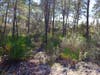 Pictured is central rosemary bald surrounded by sand pine.