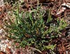 Sand spike moss is commonly found in scrub habitats.